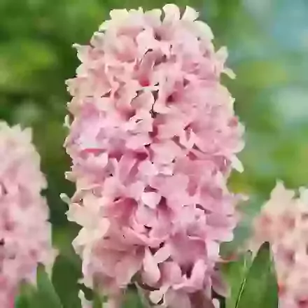 Garden Hyacinths
